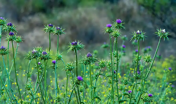 Silybum-marianum-Specialized-Organic-Fertilizer Silybum-marianum-Specialized-Organic-Fertilizer