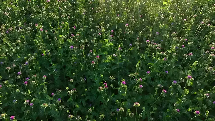 Silybum-marianum-Fertilization Silybum-marianum-Fertilization