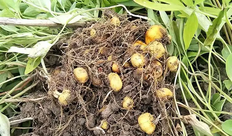 Gastrodia-Specialized-Fertilizer-and-Its-Benefits Gastrodia-Specialized-Fertilizer-and-Its-Benefits