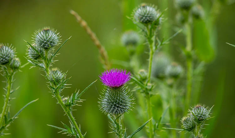 Milk-Thistle Milk-Thistle
