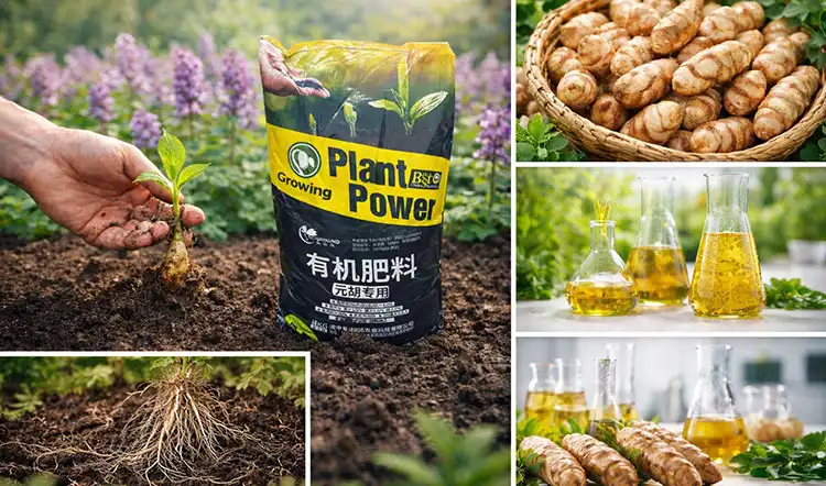 Key-Benefits-of-Using-Gastrodia-Specialized-Fertilizer Key-Benefits-of-Using-Gastrodia-Specialized-Fertilizer