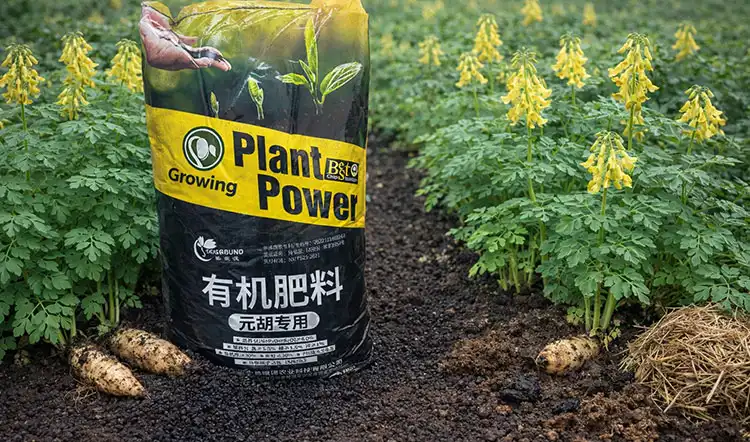 Sciground's-Cordydalis-Tuber-Specialized-Organic-Fertilizer-Advantages Sciground's-Cordydalis-Tuber-Specialized-Organic-Fertilizer-Advantages