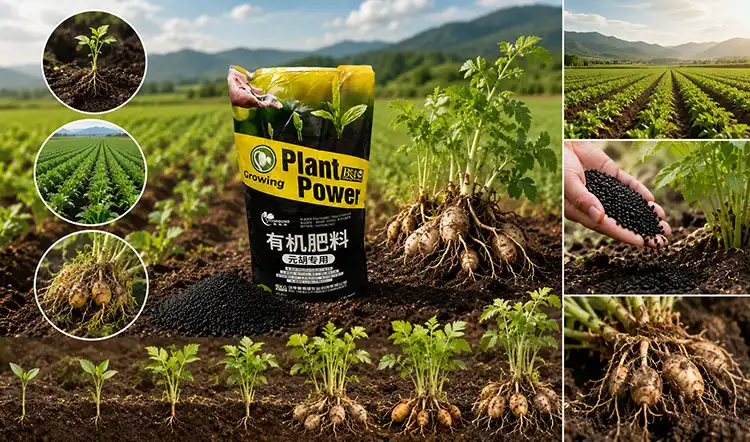 Best-Fertilization-Practices-to-Avoid-Fertilizer-Burn Best-Fertilization-Practices-to-Avoid-Fertilizer-Burn